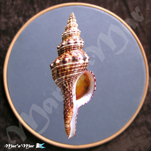 Goniofusus brasiliensis (Grabau, 1904)