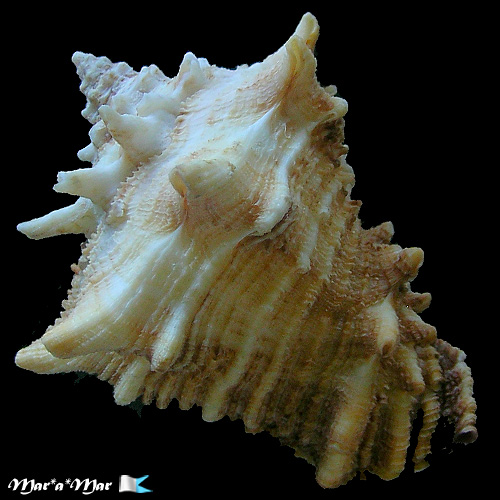 Vasum cassiforme (Kiener, 1841) - Image 2