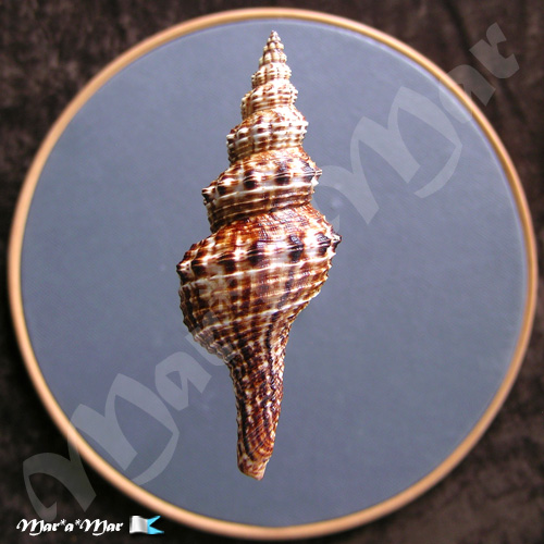 Alternative view of Goniofusus brasiliensis (Grabau, 1904)