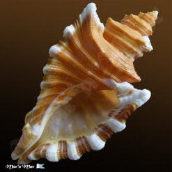 Cymatium femorale (Linnaeus, 1758)