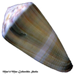 Alternative view of Conus lividus Hwass, 1792