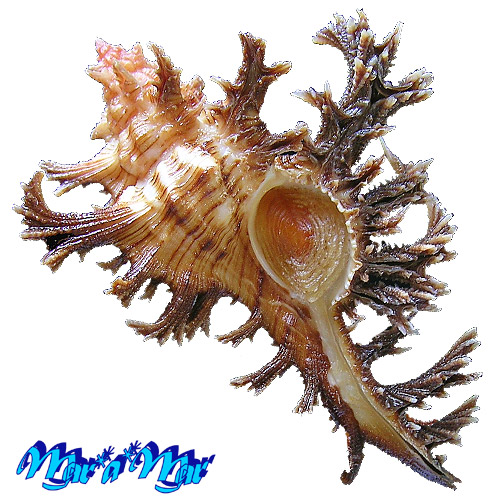 Chicoreus spectrum (Reeve, 1846)