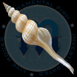 Fusinus frenguelli (Calcelles, 1953)