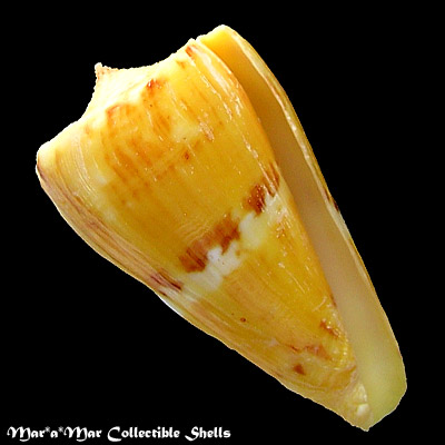 Conus riosi Petuch, 1986
