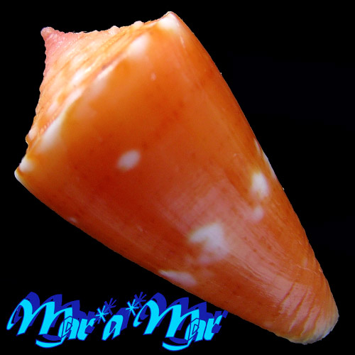 Conus sp. - Image 2