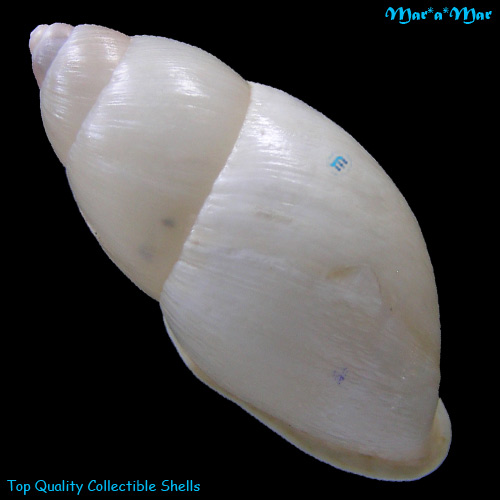 Eudolichotis cf. distorta sublaevis Pilsbry, 1895 - Image 2