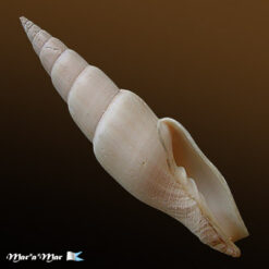 Mitra swainsonii Broderip, 1836