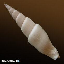 Mitra swainsonii Broderip, 1836 - Image 2