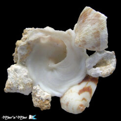 Alternative view of Xenophora conchyliophora (Born, 1780)