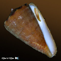 Conus princeps lineolatus Valenciennes, 1832