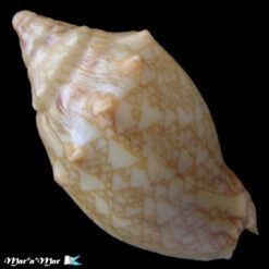 Alternative view of Odontocymbiola saotomensis Calvo & Coltro, 1997*