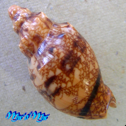 Odontocymbiola americana (Reeve, 1846) - Imagem 2