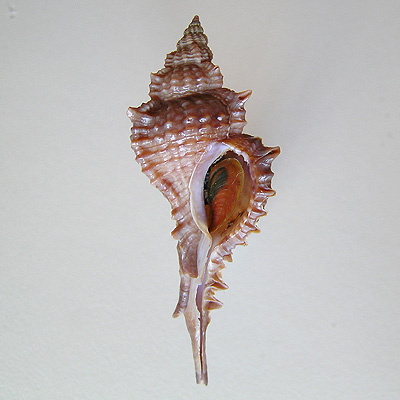 Chicoreus coltrorum E. Vokes, 1991