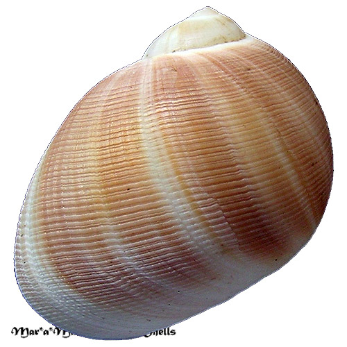 Sinum cymba (Menke, 1828)