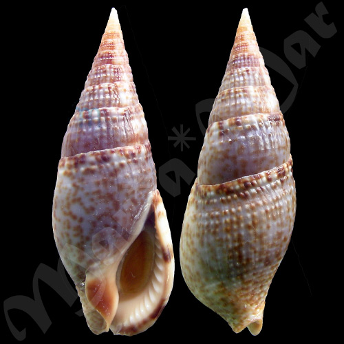 Colubraria procera (Sowerby, 1832)