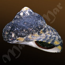 Cittarium pica (Linné, 1758)