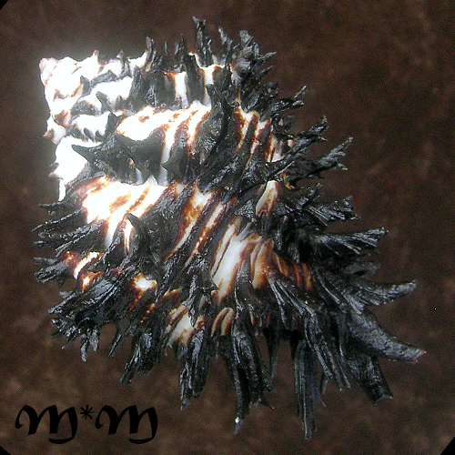 Hexaplex callidinus Berry, 1958 - Imagem 2