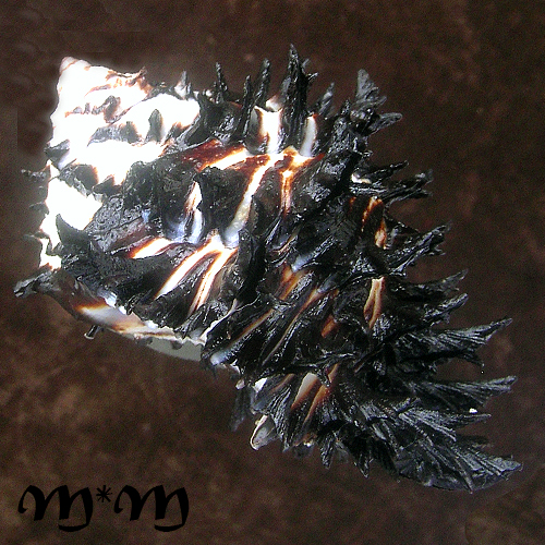 Hexaplex callidinus Berry, 1958 - Imagem 3