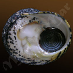 Cittarium pica (Linné, 1758) - Imagem 3