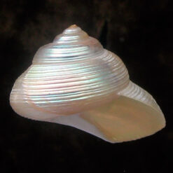 Pseudostomatella sp.