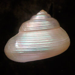 Alternative view of Pseudostomatella sp.