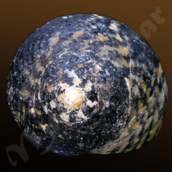 Cittarium pica (Linné, 1758) - Imagem 4