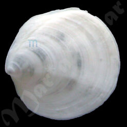 Alternative view of Miltha childreni (childrenae?) (Gray, 1825)