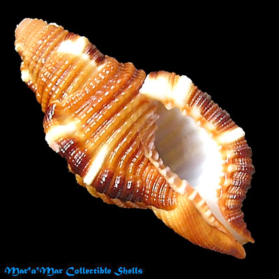 Cymatium closeli Beau, 1987