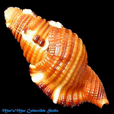 Cymatium closeli Beau, 1987 - Imagem 2