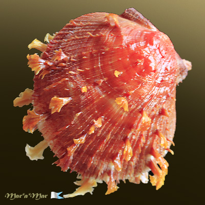 Spondylus ictericus Reeve, 1856