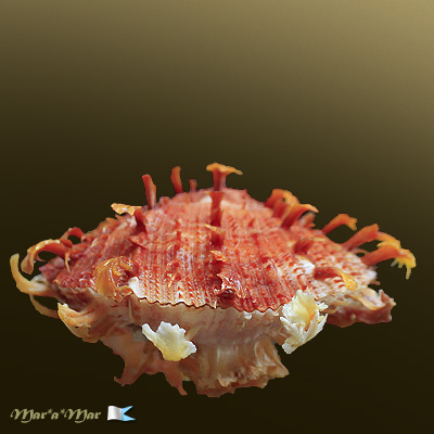 Spondylus ictericus Reeve, 1856 - Imagem 2
