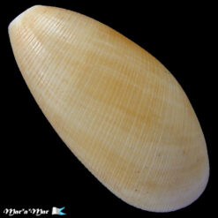 Alternative view of Scaphander Darius Marcus,1967