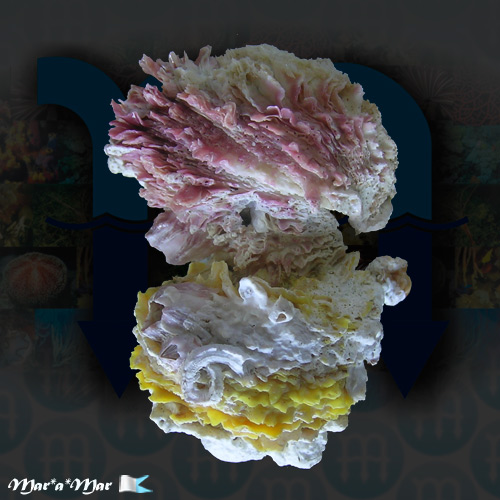 Chama macerophylla (Gmelin, 1791)