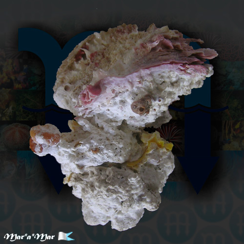 Chama macerophylla (Gmelin, 1791) - Image 2