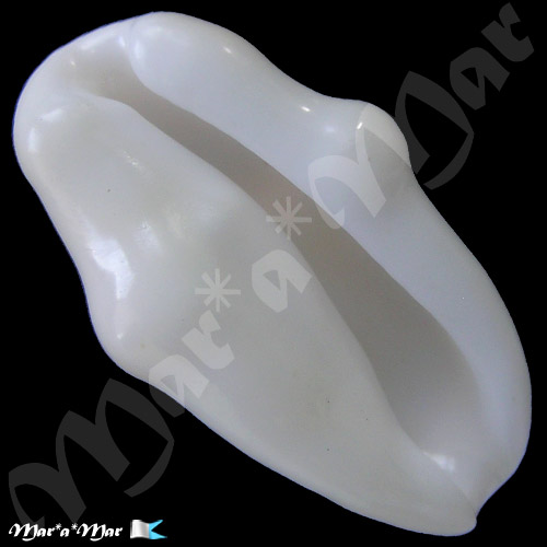 Cyphoma gibbosum (Linnaeus, 1758)