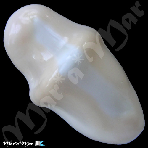 Cyphoma gibbosum (Linnaeus, 1758) - Imagem 2