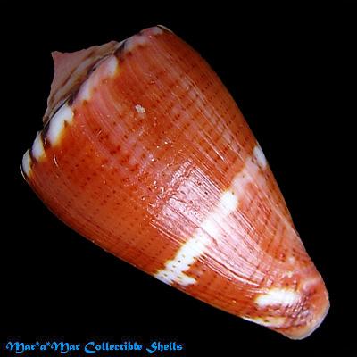 Conus baiano Coltro, 2004 - Image 2