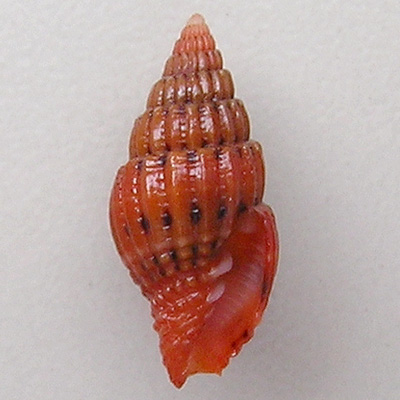 Vexillum pulchellum (Reeve, 1844)