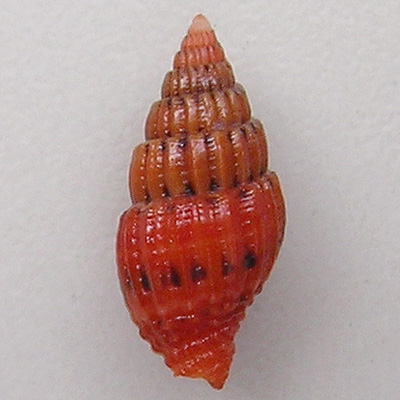 Vexillum pulchellum (Reeve, 1844) - Imagem 2