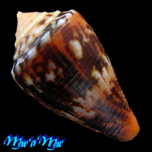 Conus sp. - Imagem 2