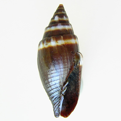 Mitra tristis Broderip, 1836