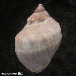 Alternative view of Stramonita brasiliensis Claremont & D. Reid, 2011