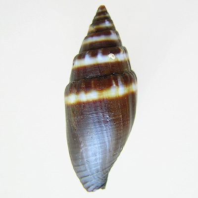 Mitra tristis Broderip, 1836 - Image 2