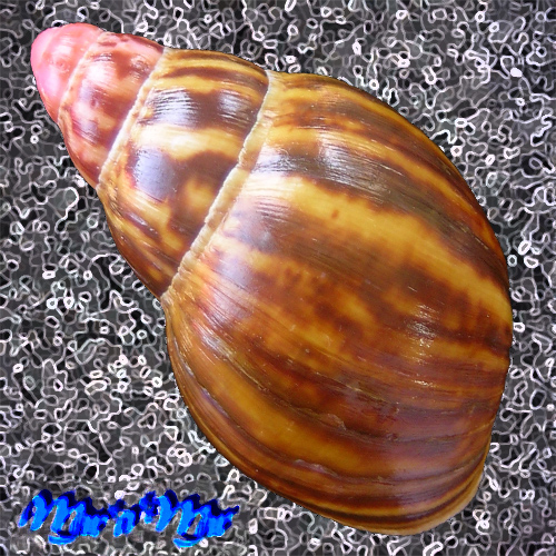 Archachatina marginata (Swainson, 1821) - Image 2