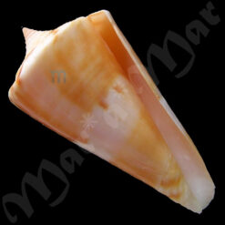 Kioconus voluminalis macarae Bernardi, 1857