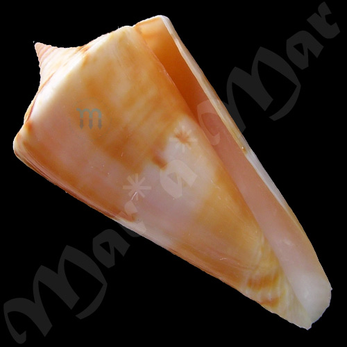 Kioconus voluminalis macarae Bernardi, 1857