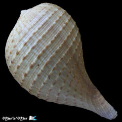 Alternative view of Ficus ventricosa (Sowerby, 1825)