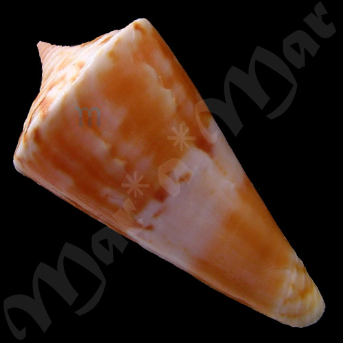 Kioconus voluminalis macarae Bernardi, 1857 - Image 2