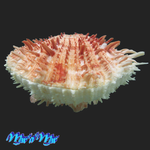 Alternative view of Spondylus ictericus Reeve, 1856