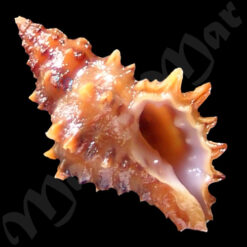 Muricopsis necocheanus (Pilsbry, 1900)